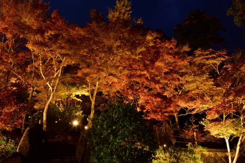 🚠 쓰쿠바산 케이블카 (츠쿠바산 케에부루카아) 이미지 9